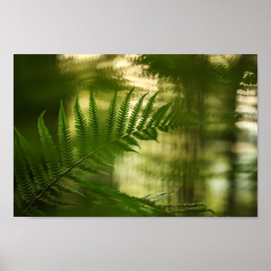 Fern Nature Foto Poster (Vorne)