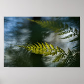 Fern Nature Foto Poster (Vorne)