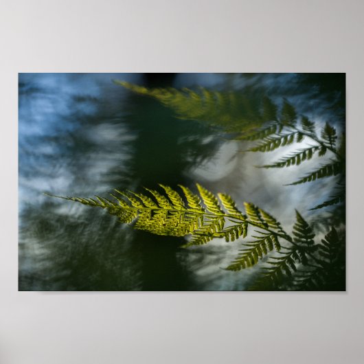 Fern Nature Foto Poster (Vorne)