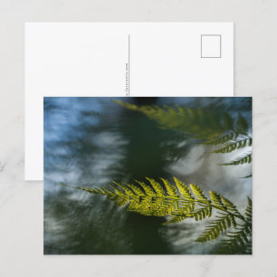 Fern Nature Foto Postkarte