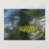 Fern Nature Foto Postkarte (Vorderseite)