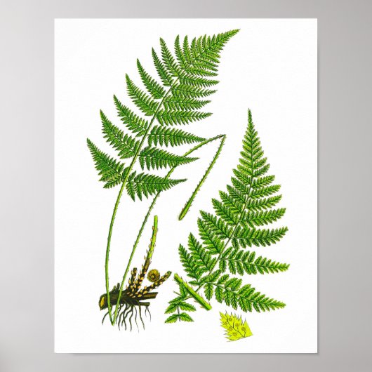 Fern Nr. 10 Wohngestaltung Print Poster (Vorne)