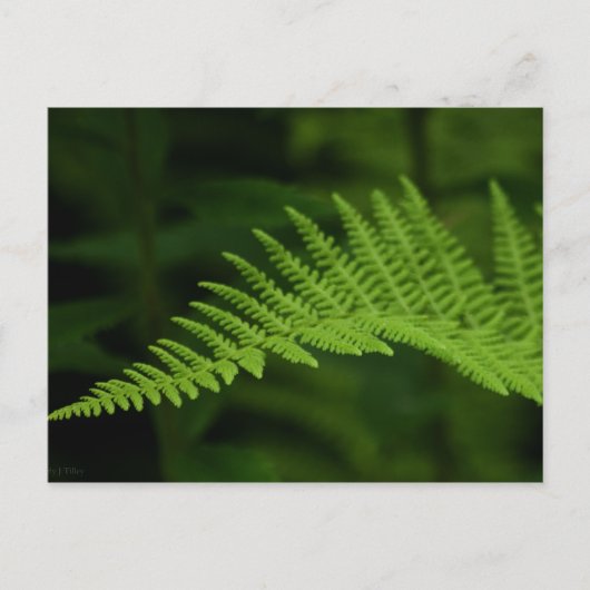 Fern P6597 Postkarte (Vorderseite)