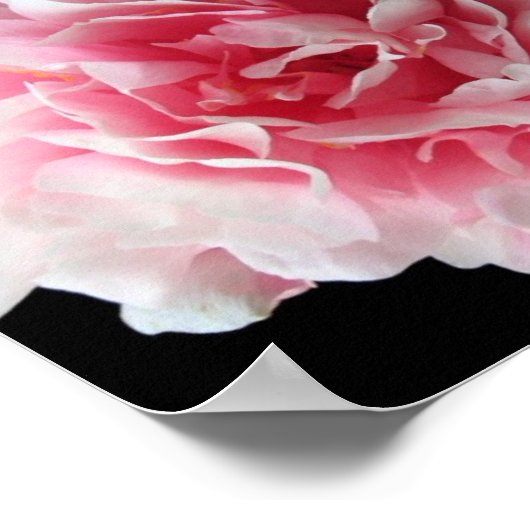 Fern Peony Poster Print (Ecke)