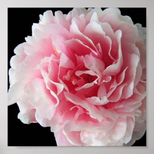 Fern Peony Poster Print (Vorne)