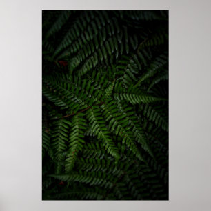 Fern Pflanze Poster