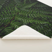 Fern Pflanze Sherpadecke (3/4)