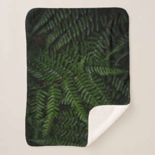 Fern Pflanze Sherpadecke