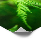 Fern Picture Poster (Ecke)