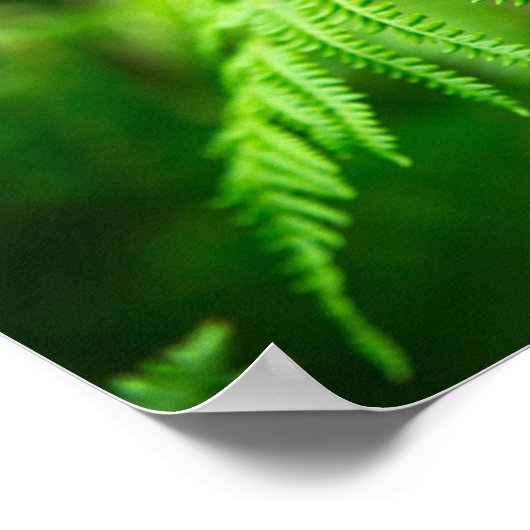 Fern Picture Poster (Ecke)