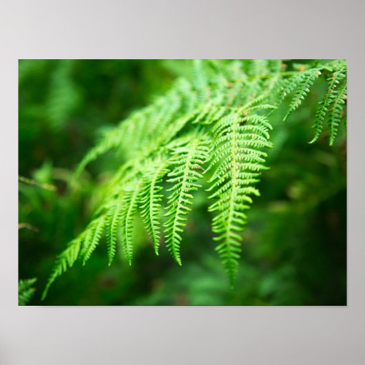 Fern Picture Poster (Vorne)