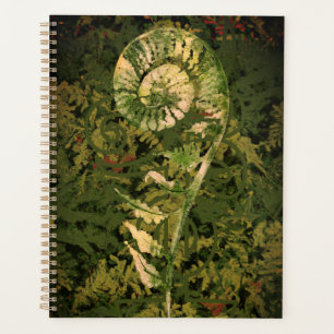 Fern Planer