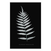 Fern - Polypodyum Fraxinifolium - Röntgeneffekt -0 Fotodruck (Vorne)