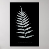 Fern - Polypodyum Fraxinifolium - Röntgeneffekt -0 Poster (Vorne)