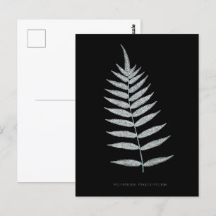 Fern - Polypodyum Fraxinifolium - Röntgeneffekt -0 Postkarte