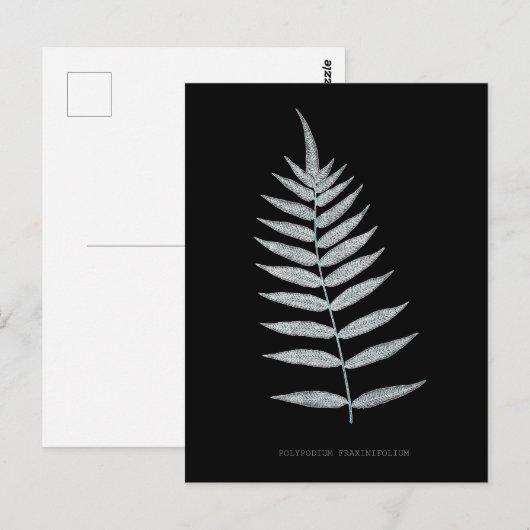 Fern - Polypodyum Fraxinifolium - Röntgeneffekt -0 Postkarte (Vorne/Hinten)