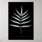 Fern - Polypodyum Grandidens - Röntgenwirkung - 10 Poster (Vorne)