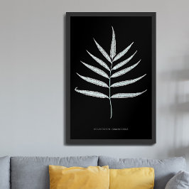 Fern - Polypodyum Grandidens - Röntgenwirkung - 10 Poster