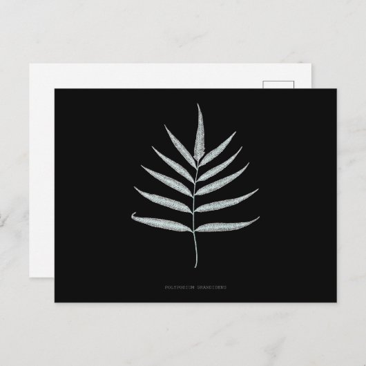 Fern - Polypodyum Grandidens - Röntgenwirkung - 10 Postkarte (Vorne/Hinten)