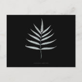 Fern - Polypodyum Grandidens - Röntgenwirkung - 10 Postkarte (Vorderseite)