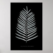 Fern - Polypodyum Henchmanii - Röntgeneffekt - 07 Poster (Vorne)