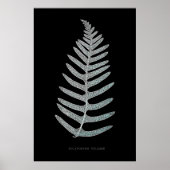 Fern - Polypodyum Vulgare - Röntgeneffekt - 09 Poster (Vorne)