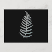 Fern - Polypodyum Vulgare - Röntgeneffekt - 09 Postkarte (Vorderseite)