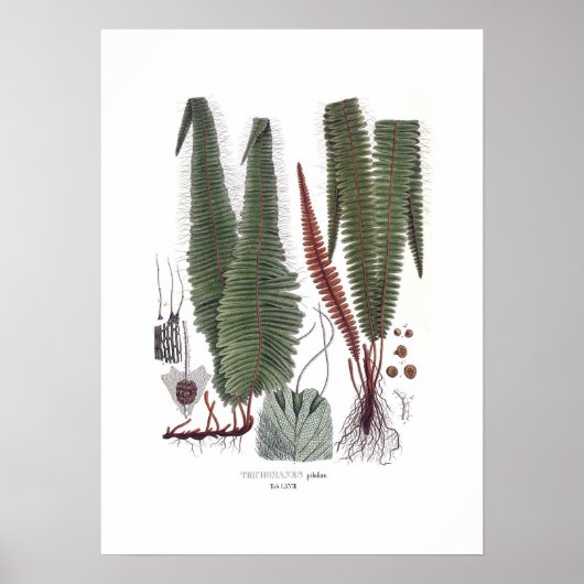 Fern Poster (Vorne)
