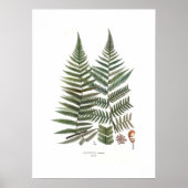 Fern Poster (Vorne)