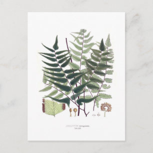 Fern Postkarte