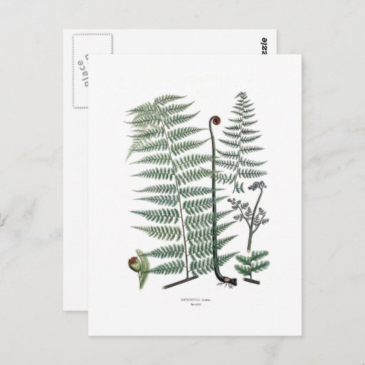 Fern Postkarte (Vorne/Hinten)