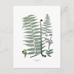 Fern Postkarte