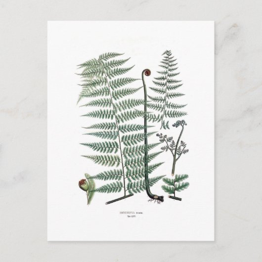Fern Postkarte (Vorderseite)