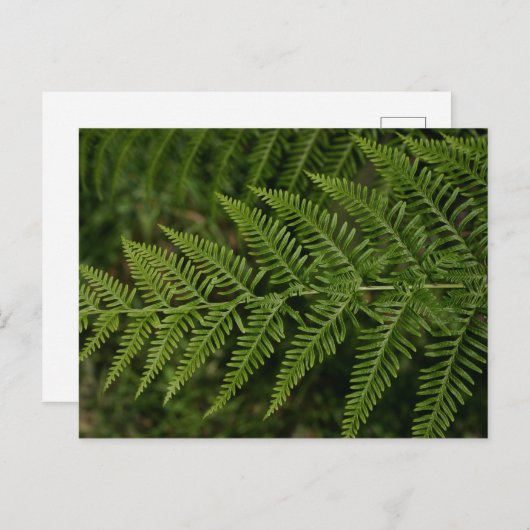 Fern Postkarte (Vorne/Hinten)