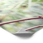 Fern Rainforest Poster (Ecke)