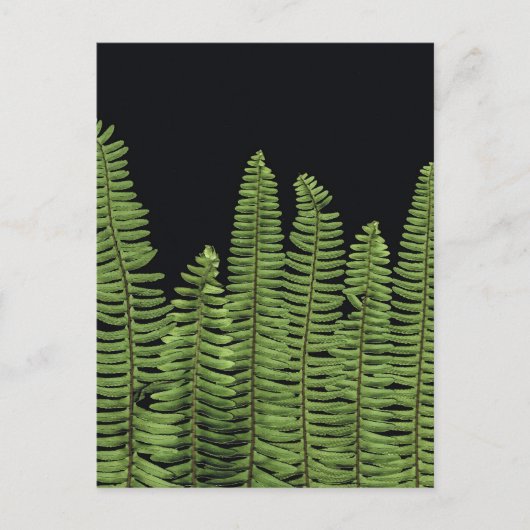 Fern Row Postkarte (Vorderseite)