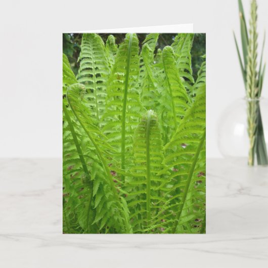 Fern Shoots Note Card Karte (Vorderseite)