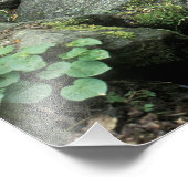 Fern Spring, Yosemite National Park Fotodruck (Ecke)