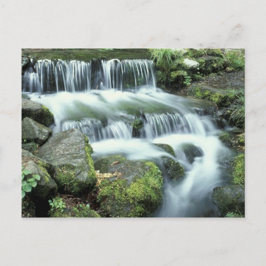Fern Spring, Yosemite National Park Postkarte (Vorderseite)