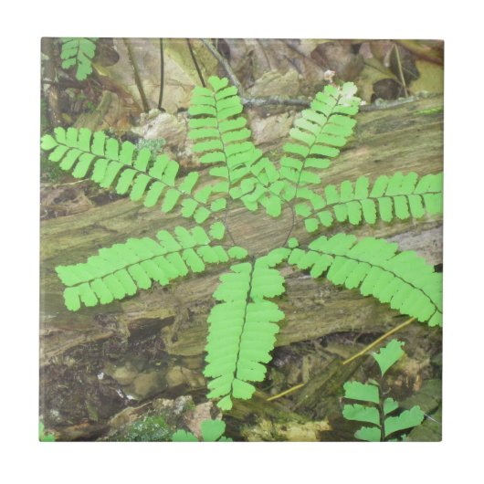 Fern Tile Fliese (Vorderseite)