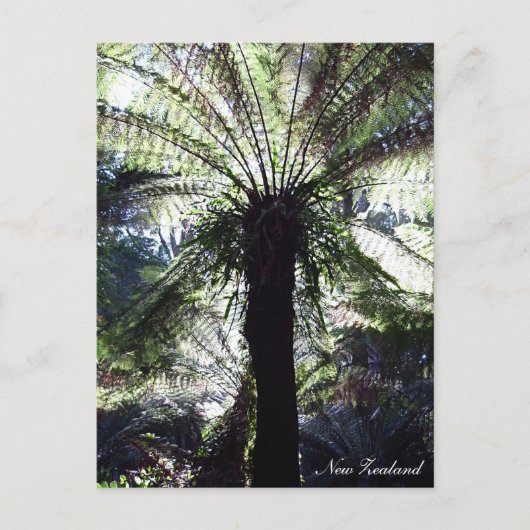 Fern Tree, Neuseeland, einheimische Natur Postkarte (Vorderseite)