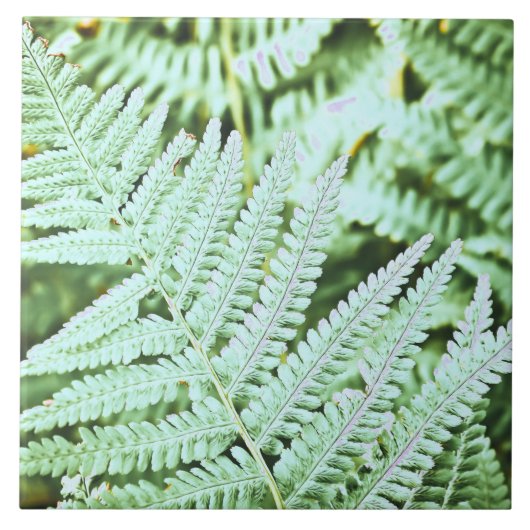 Fern Tropical Green Blätter Pflanze Waldland Folia Fliese (Vorderseite)