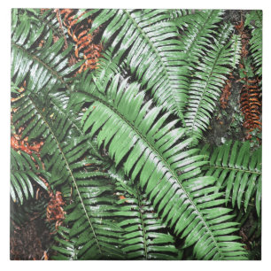 Fern Tropical Green Blätter Pflanze Waldland Folia Fliese