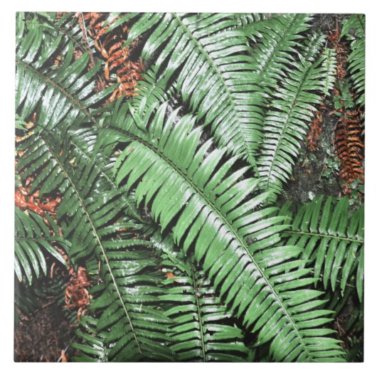 Fern Tropical Green Blätter Pflanze Waldland Folia Fliese (Vorderseite)