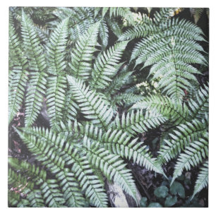 Fern Tropical Green Blätter Pflanze Waldland Folia Fliese
