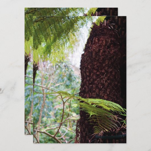 Fern Tropics (Vorne/Hinten)