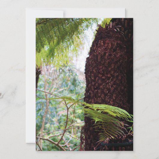 Fern Tropics (Vorderseite)