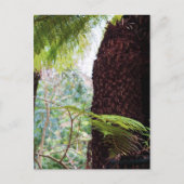 Fern Tropics Postkarte (Vorderseite)