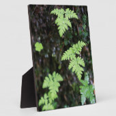 Ferne - fotoplatte (Seite)