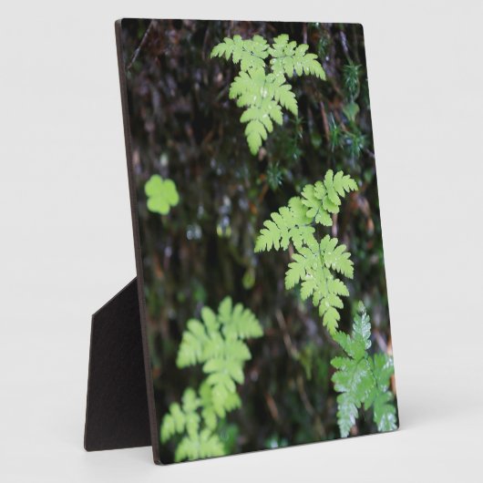 Ferne - fotoplatte (Seite)